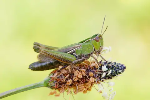 Stripe-winged Grasshopper