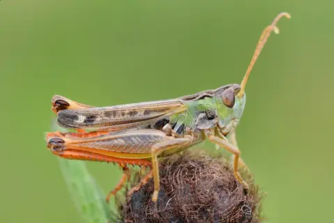 Black-spotted Toothed Grasshopper
