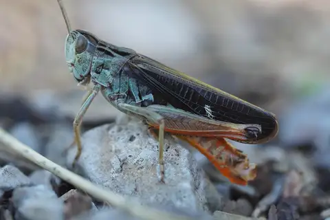 Wing-buzzing Toothed Grasshopper