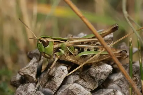 Lesser Mottled Grasshopper