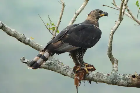 Crowned Eagle