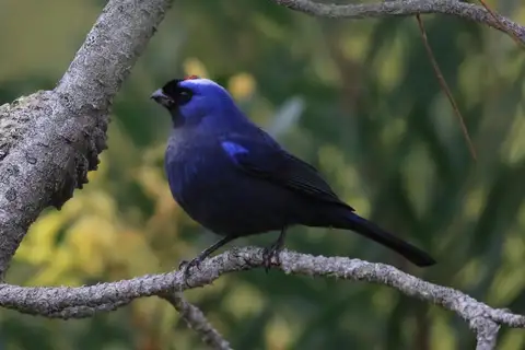 Diademed Tanager