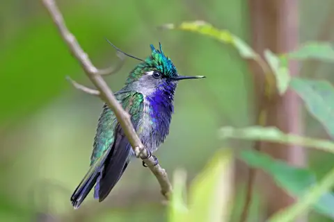 Green-crowned Plovercrest