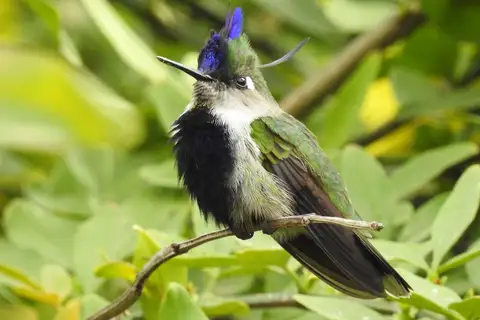 Purple-crowned Plovercrest