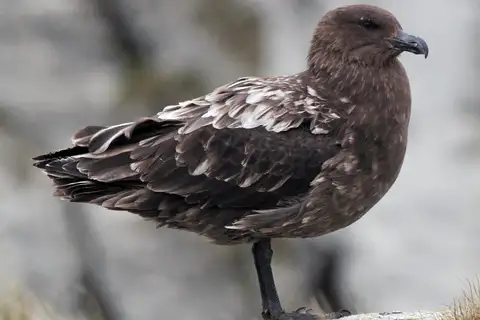 Brown Skua