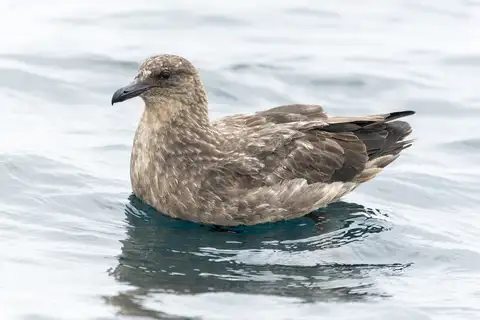 Chilean Skua