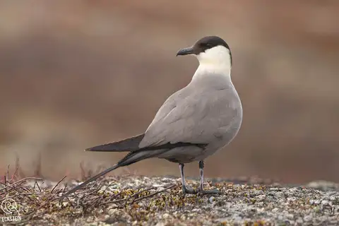 Long-tailed Jaeger
