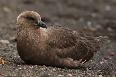 South Polar Skua