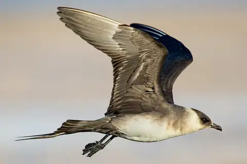 Parasitic Jaeger