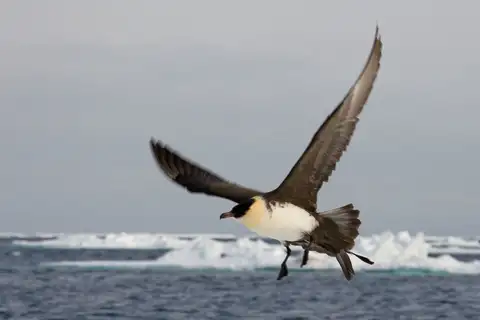 Pomarine Jaeger
