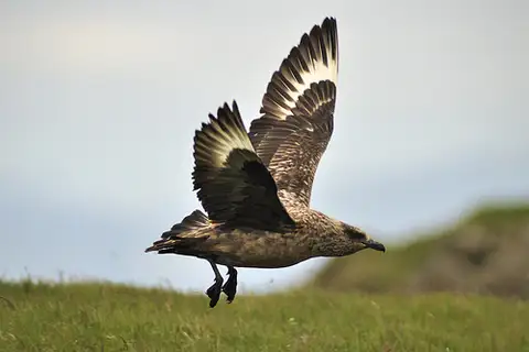 Great Skua