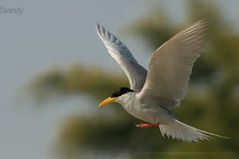 River Tern