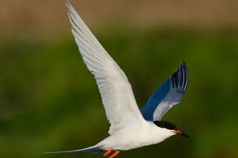 Roseate Tern