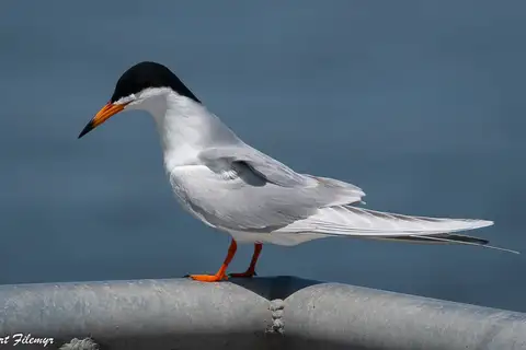 Forster's Tern
