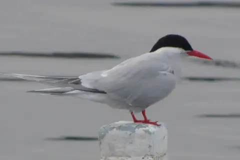 South American Tern