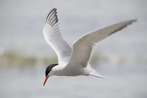 Common Tern