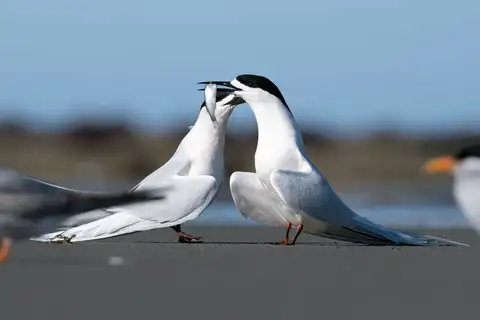 White-fronted Tern