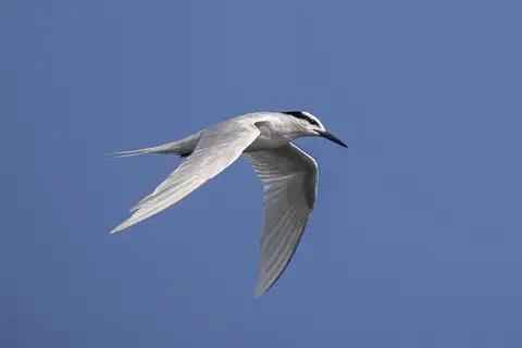 Black-naped Tern