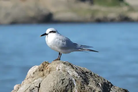 Snowy-crowned Tern