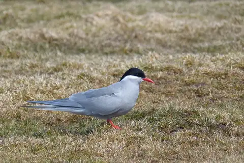 Kerguelen Tern