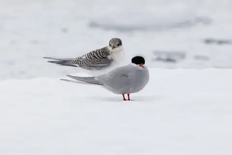 Antarctic Tern