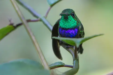 Violet-chested Hummingbird