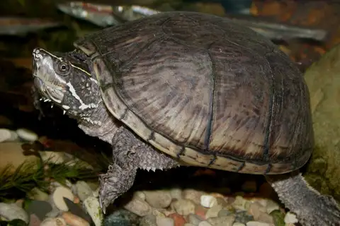 Eastern Musk Turtle