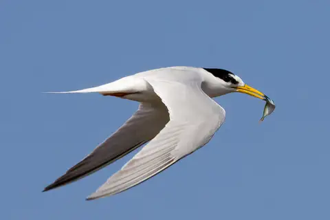 Little Tern