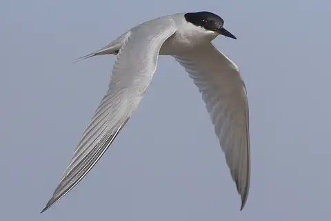 Damara Tern