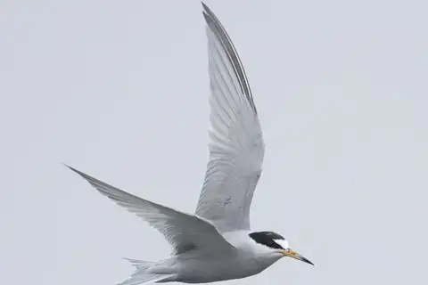 Peruvian Tern