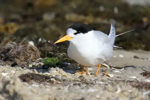 Fairy Tern
