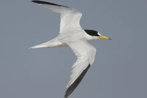 Saunders's Tern