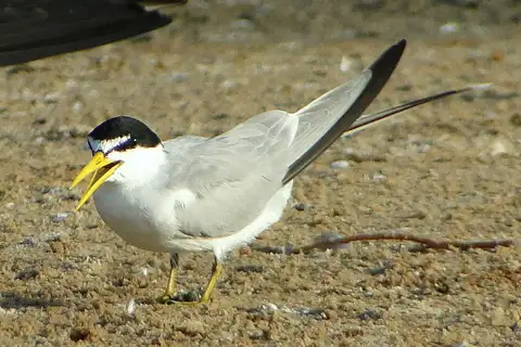 Yellow-billed Tern