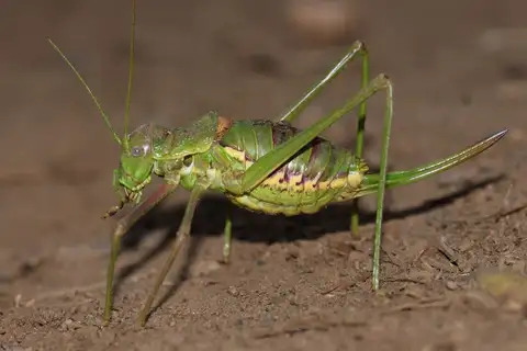 Steropleurus pseudolus