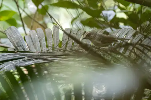 Calabarzon Babbler