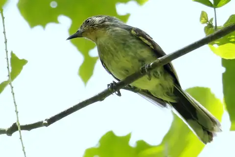 Rusty-crowned Babbler