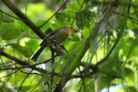 Golden-crowned Babbler