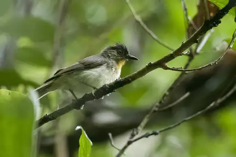 Visayan Babbler