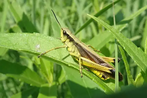 broad-winged sedge grasshopper