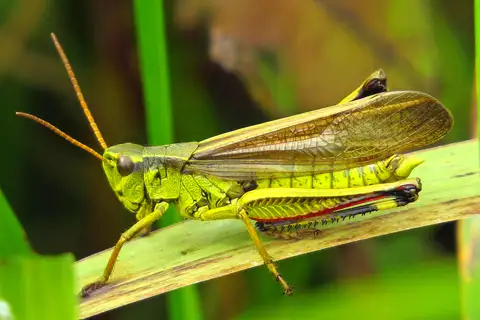 Graceful Sedge Grasshopper