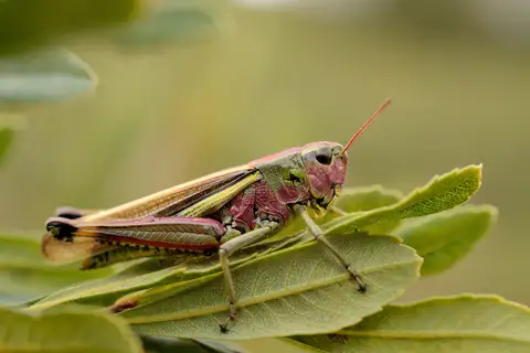 Large Marsh Grasshopper