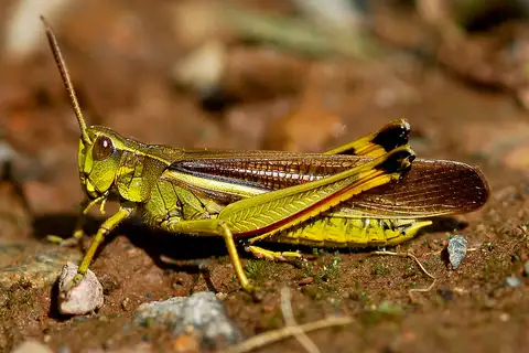 Striped Sedge Grasshopper