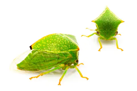 Buffalo Treehopper