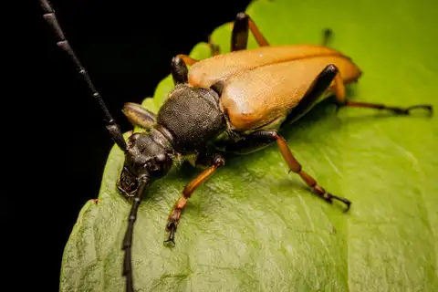 Red Pine Longhorn Beetle