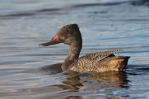 Freckled Duck