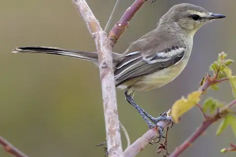 Bahia Wagtail-Tyrant