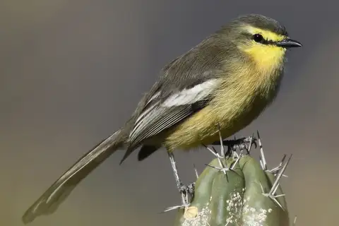 Greater Wagtail-Tyrant