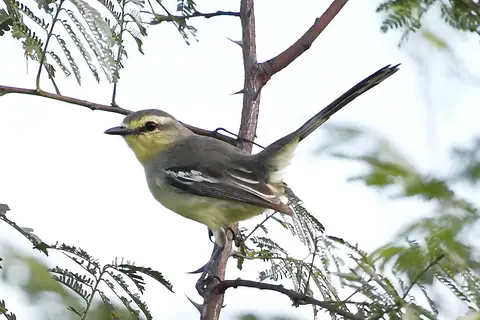 Lesser Wagtail-Tyrant