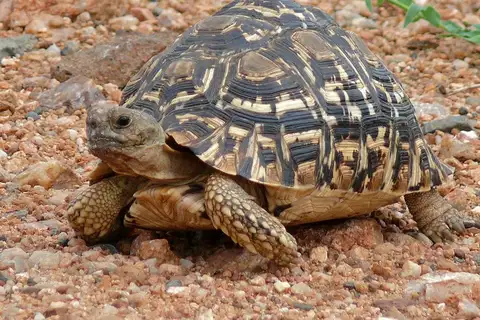 Leopard Tortoise