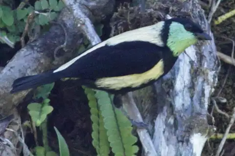 Straw-backed Tanager